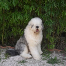 Image pour l'annonce A RESERVER CHIOTS BOBTAILS