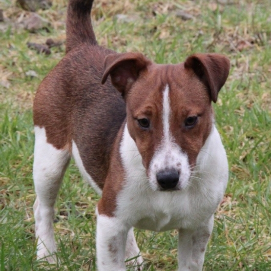 Image pour l'annonce A adopter : MICKEY, type jack russel, 7 mois, M