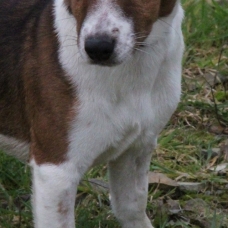 Image pour l'annonce A adopter : MICKEY, type jack russel, 7 mois, M