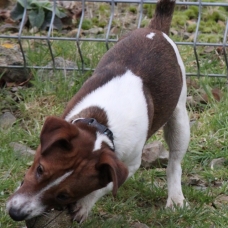 Image pour l'annonce A adopter : MICKEY, type jack russel, 7 mois, M