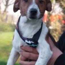 Image pour l'annonce A adopter : MICKEY, type jack russel, 7 mois, M
