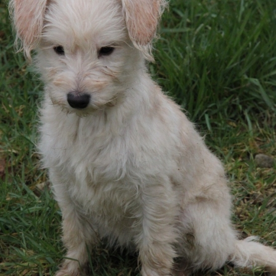 Image pour l'annonce A adopter : MALICE, croisée griffon, 4 mois, F