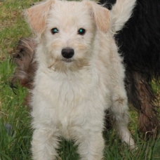 Image pour l'annonce A adopter : MALICE, croisée griffon, 4 mois, F