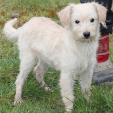 Image pour l'annonce A adopter : MALICE, croisée griffon, 4 mois, F