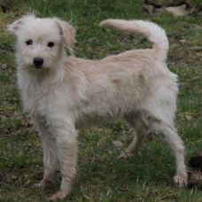Image pour l'annonce A adopter : MALICE, croisée griffon, 4 mois, F