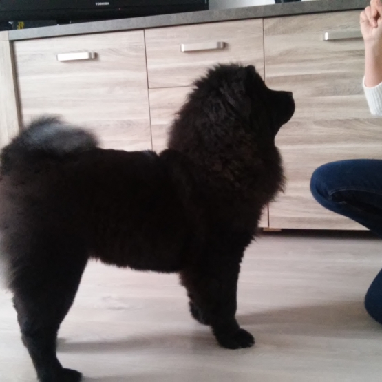 Image pour l'annonce Recherche Mâle chow chow pour saillie