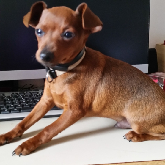 Image pour l'annonce Pinscher nain