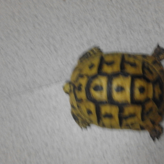 Image pour l'annonce TORTUE DE TERRE