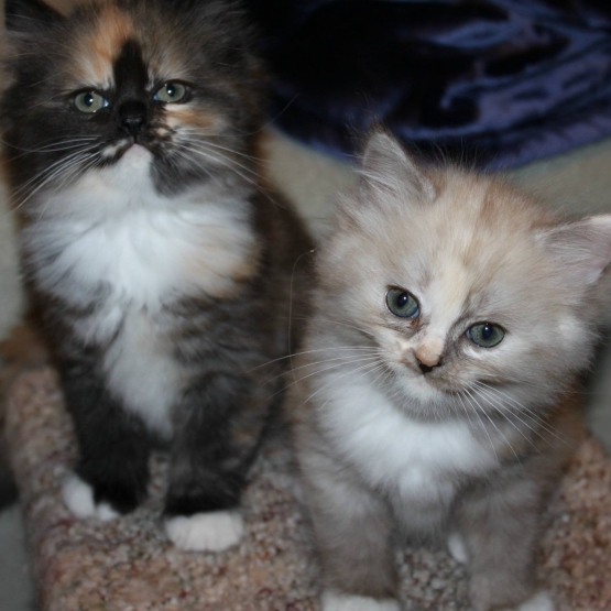 Image pour l'annonce Chatons Raggamuffin Disponible