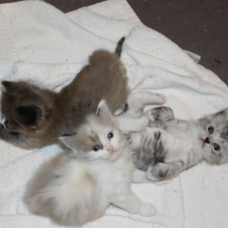 Image pour l'annonce Chatons Raggamuffin Disponible