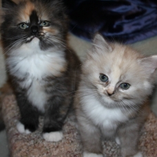 Image pour l'annonce Chatons Raggamuffin Disponible