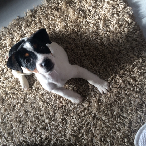 Image pour l'annonce CHIOT JACK RUSSELL