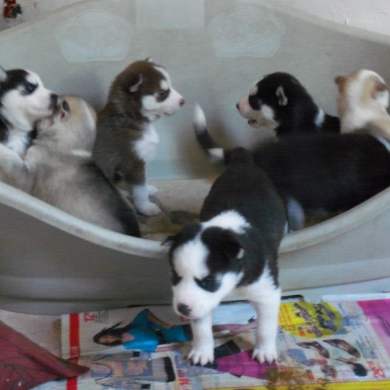 Image pour l'annonce Superbe Chiots Husky Siberien