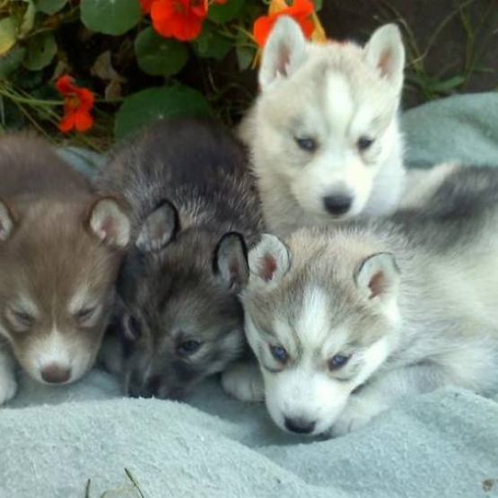 Image pour l'annonce 7 chiots Husky Sibérien lof