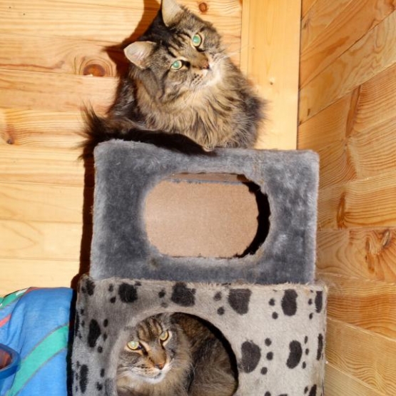 Image pour l'annonce PENSION POUR CHATS
