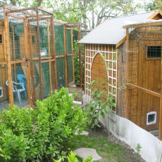 Image pour l'annonce PENSION POUR CHATS