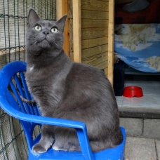 Image pour l'annonce PENSION POUR CHATS