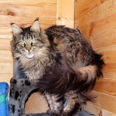 Image pour l'annonce PENSION POUR CHATS