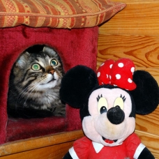 Image pour l'annonce PENSION POUR CHATS