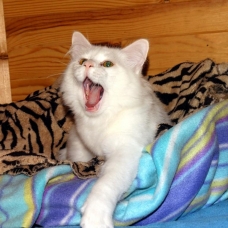 Image pour l'annonce PENSION POUR CHATS