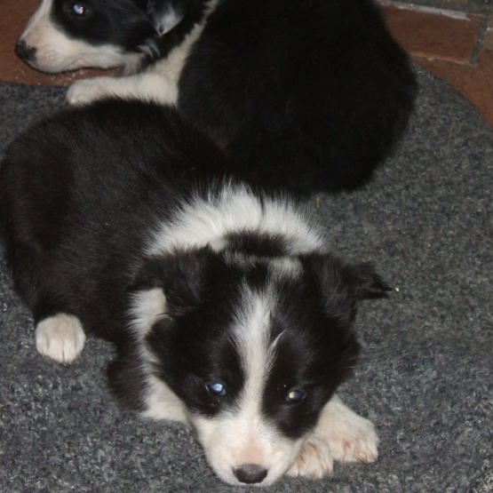 Image pour l'annonce chiots border collie