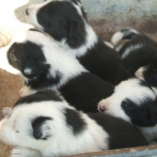 Image pour l'annonce chiots border collie