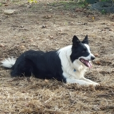 Image pour l'annonce chiots border collie