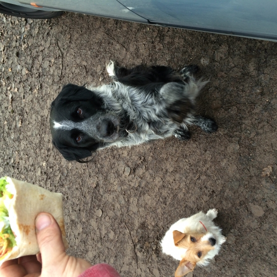 Image pour l'annonce Jimi, adorable croisé berger à adopter seul ou avec sa copine Jack Russel