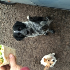 Image pour l'annonce Jimi, adorable croisé berger à adopter seul ou avec sa copine Jack Russel