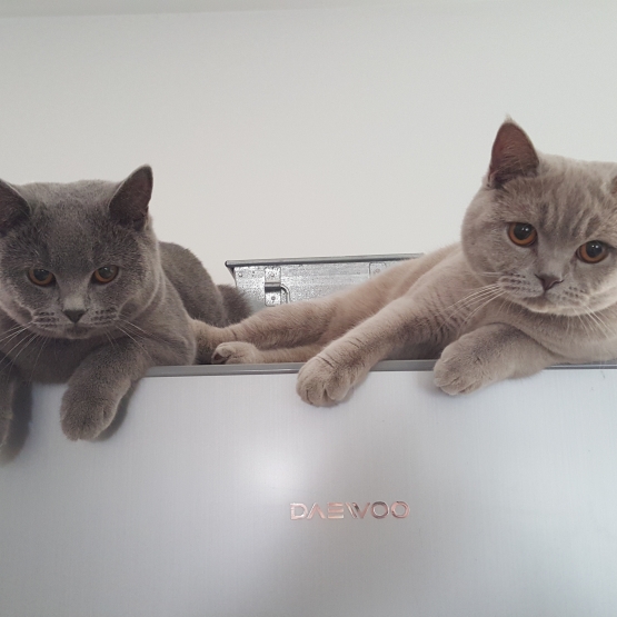 Image pour l'annonce British Shorthair Bleu