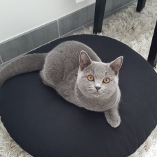 Image pour l'annonce British Shorthair Bleu