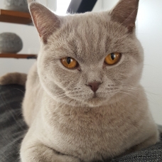 Image pour l'annonce British Shorthair Bleu
