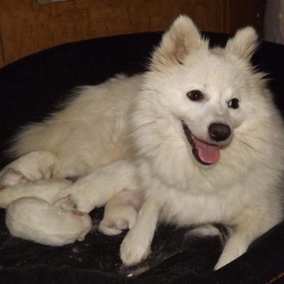 Image pour l'annonce Chiots spitz japonais: le petit renard polaire!
