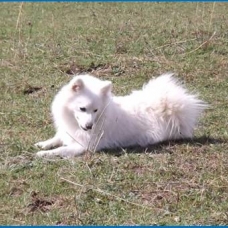 Image pour l'annonce Chiots spitz japonais: le petit renard polaire!