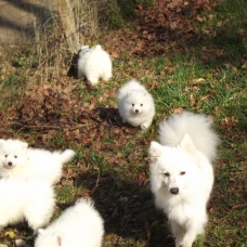 Image pour l'annonce Chiots spitz japonais: le petit renard polaire!