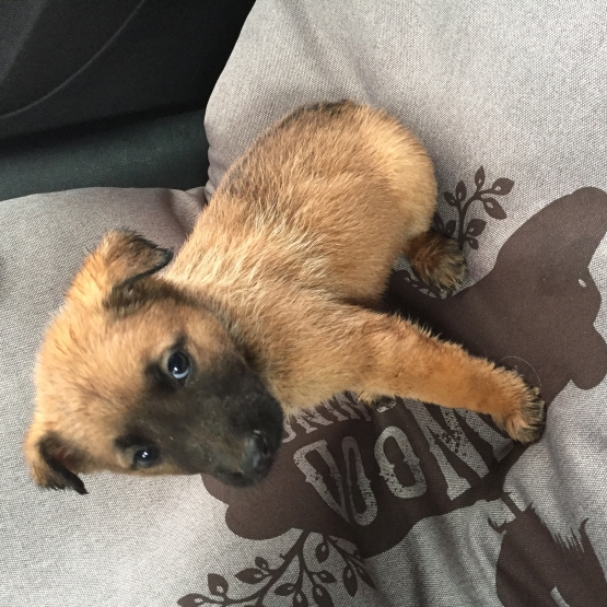 Image pour l'annonce Donne chiot malinois