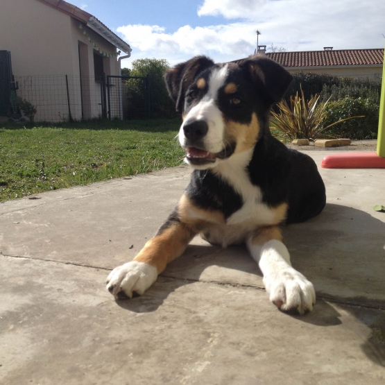 Image pour l'annonce Chiot femelle croisé beauceron / berger australien