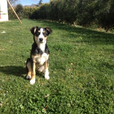 Image pour l'annonce Chiot femelle croisé beauceron / berger australien