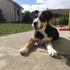 Image pour l'annonce Chiot femelle croisé beauceron / berger australien