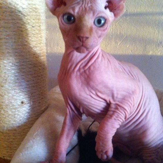 Image pour l'annonce Disponible Sphynx male red point