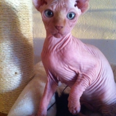 Image pour l'annonce Disponible Sphynx male red point
