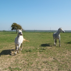 Image pour l'annonce 2 magnifique jument arabo boulonnaises