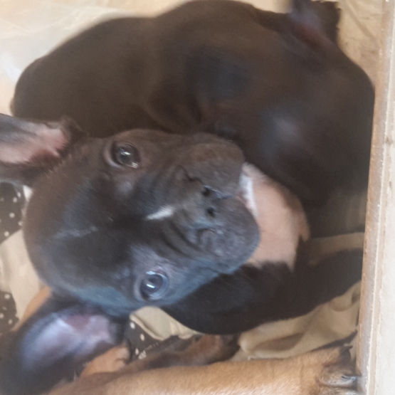 Image pour l'annonce chiot type bouledogue français