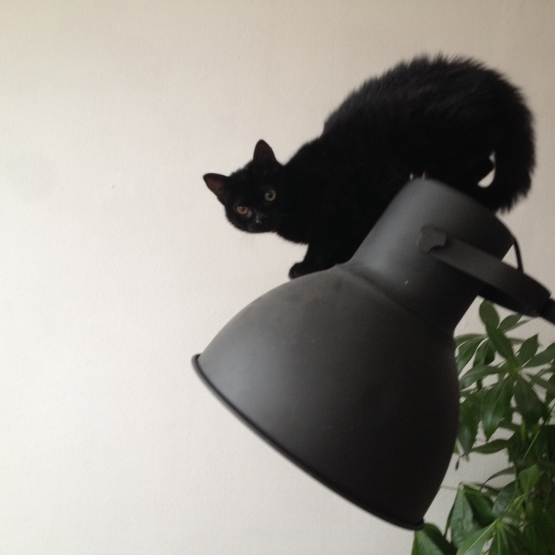 Image pour l'annonce Donne petit chat noir contre bons soins