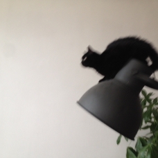 Image pour l'annonce Donne petit chat noir contre bons soins