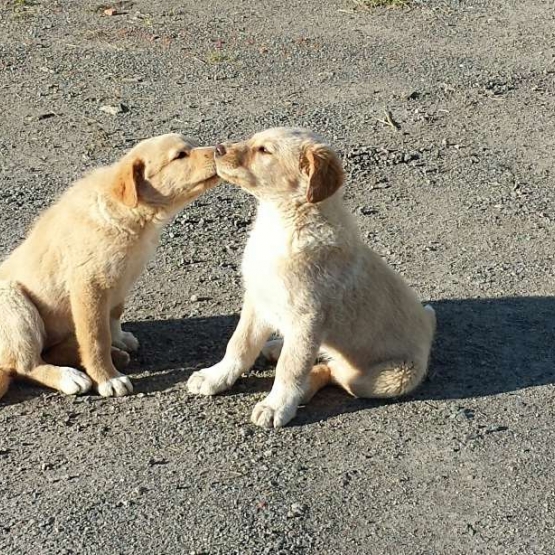 Image pour l'annonce donne deux femelles labrador sablées