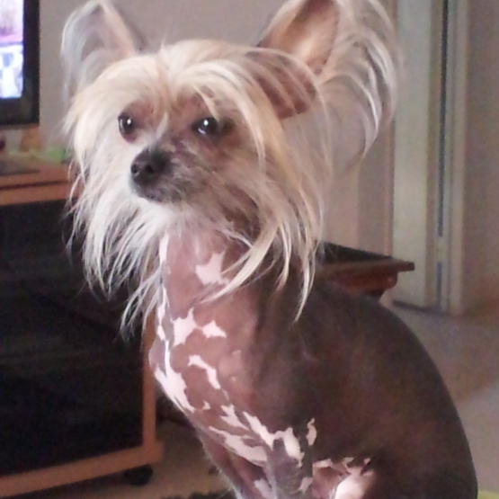 Image pour l'annonce CHERCHE DON OU PAS CHER PETITE FEMELLE  CHIEN CHINOIS NUE HAIRY