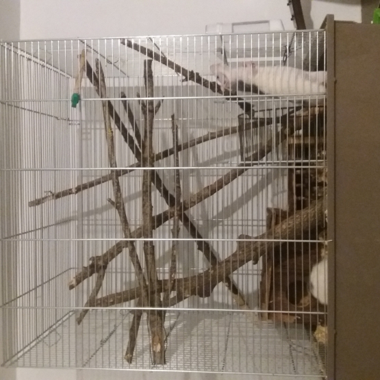 Image pour l'annonce Donne 2 rats + cage