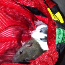 Image pour l'annonce Donne 2 rats + cage