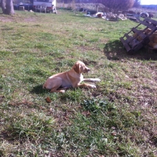 Image pour l'annonce donne croisé labrador